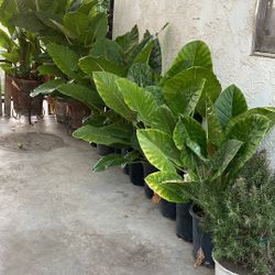 Plants
