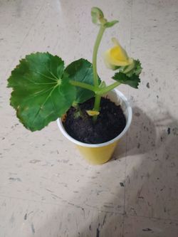 planta de begonia $3