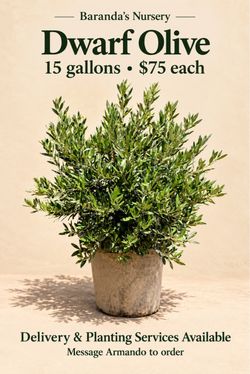 🌿 Dwarf Olive — 15 Gallon
