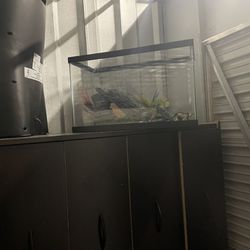 Small Fish Tank With All Inside 