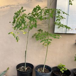 Moringa Trees