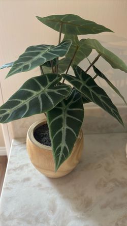 Alocasia Polly fake Houseplant