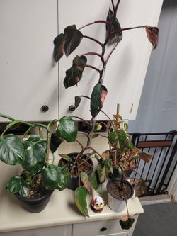 Philodendron House Plants Family Group
