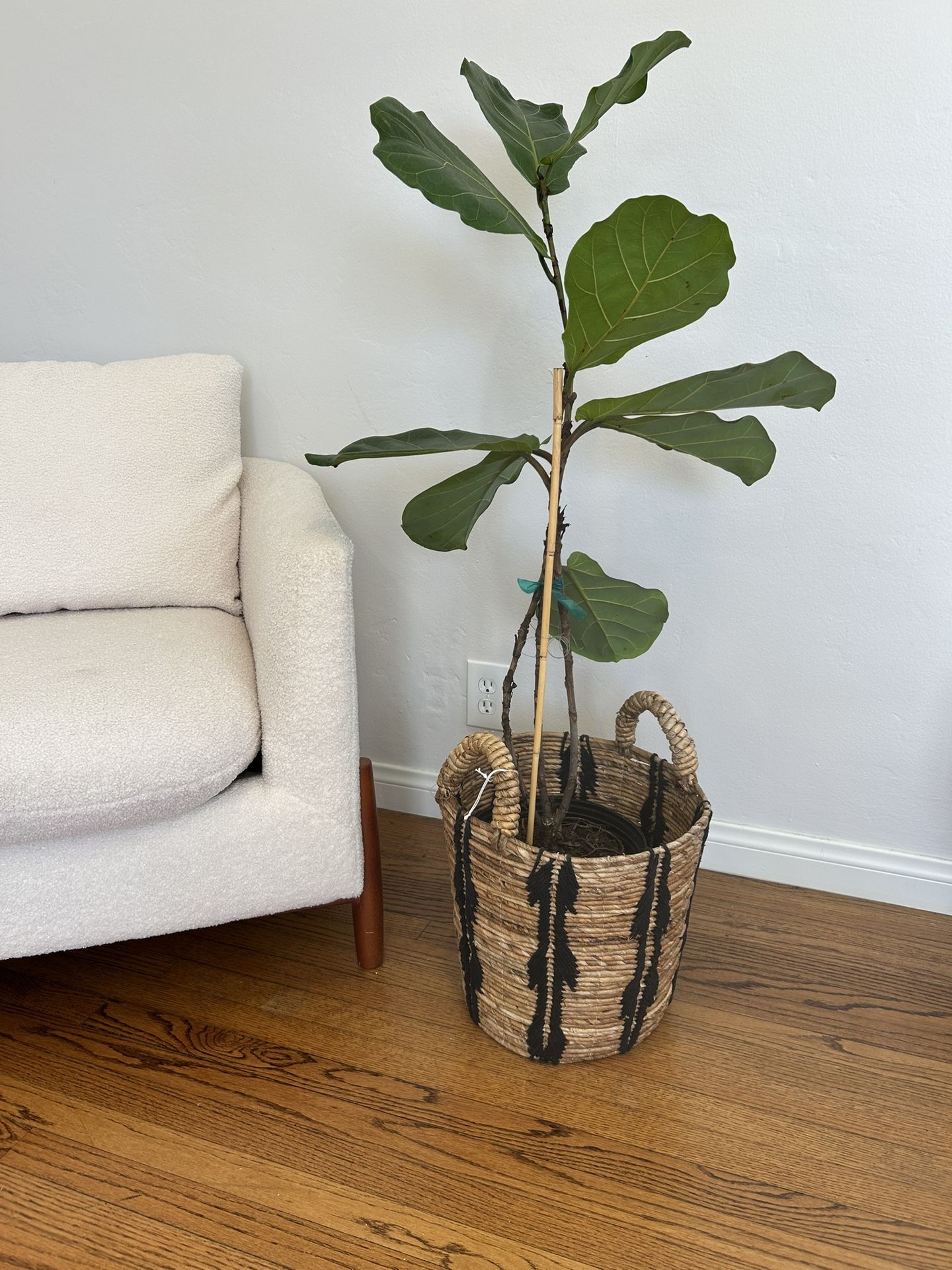 Live Real Ficus Lyrata Fiddle Leaf Fig Standard House Plant 10-vin Pot boho Natural Basket planter Macrame Rustic Farmhouse Plant Houseplant Tree Tren