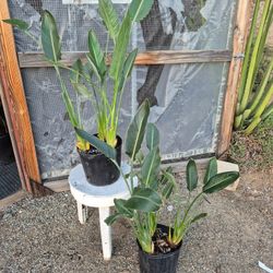 Birds Of Paradise Plant 10" Pot $13 Each