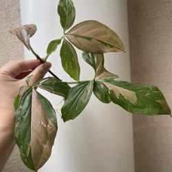 Pink Splash Syngonium Plant CUTTING- Rooted