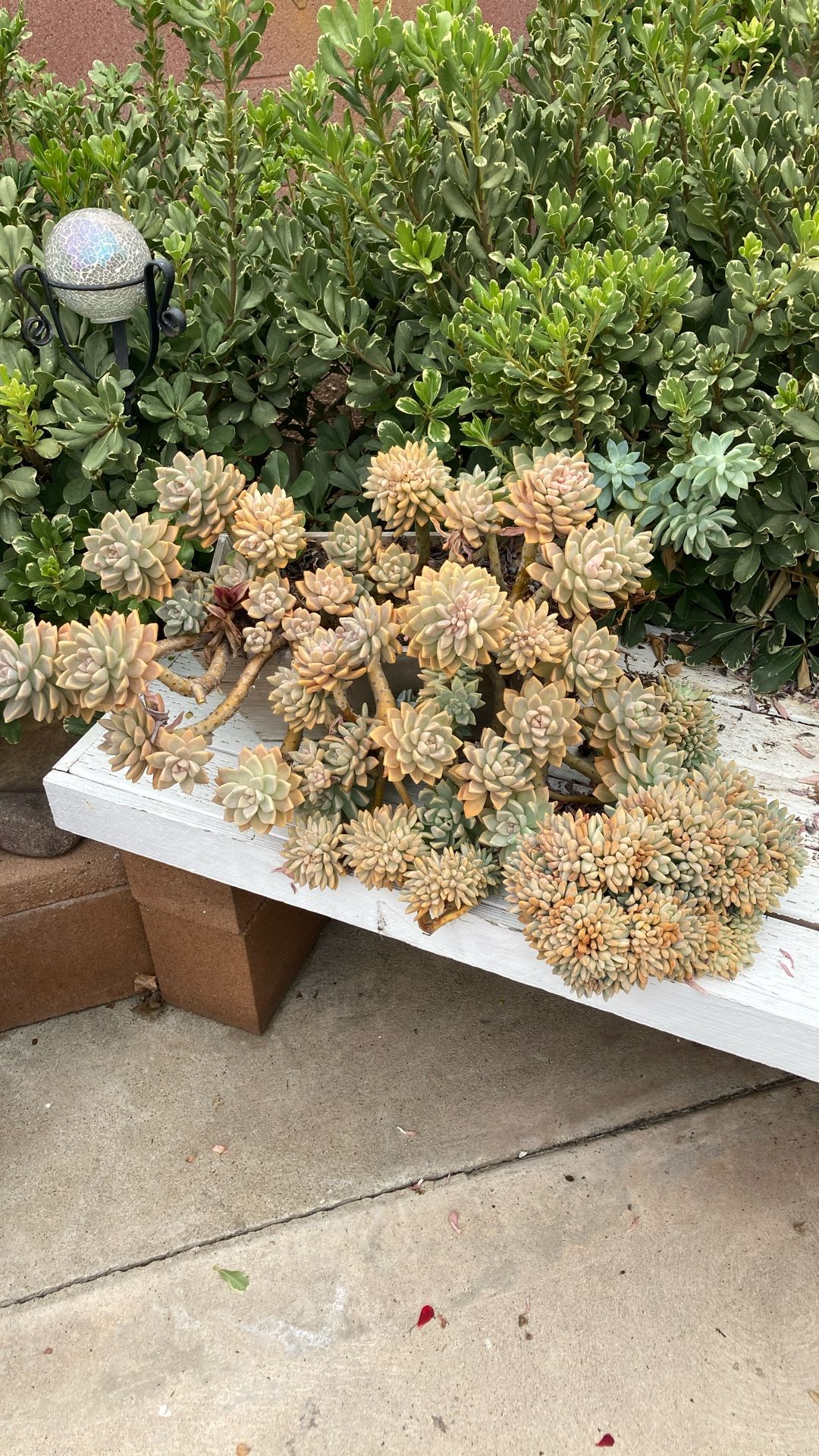 Succulents,