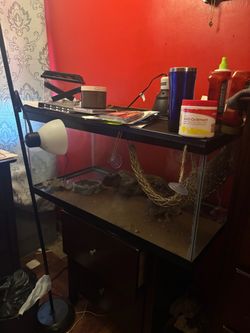 40 gallon tank