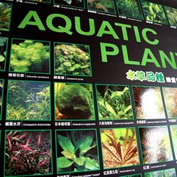 Aquascaping Plant Poster