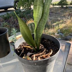 Four Pots Plus Table For $6