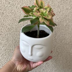 Beautiful Kiwi Aeonium Succulent Plant With Cute Face Pot