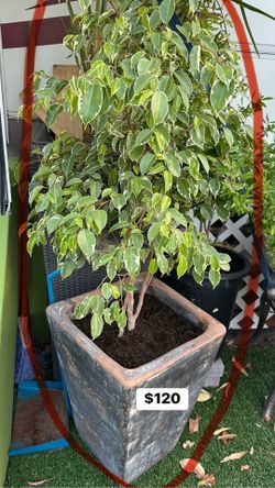 Tree Ficus Benjamina