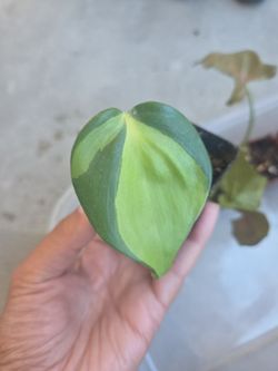 Plant