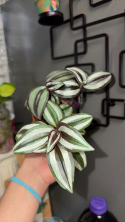 Beautiful tradescantia