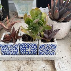 Ceramic Pots Triple Set Of Succulents