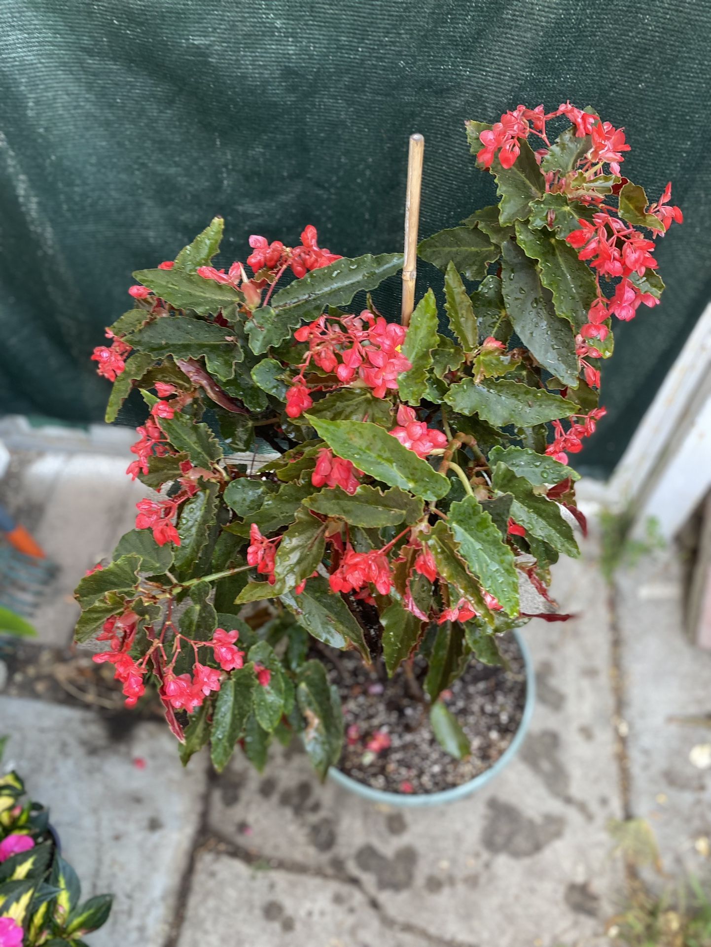 Large Begonia Red Flowers Full Shade Plant, In 5 Gallons Pot Pick Up Only