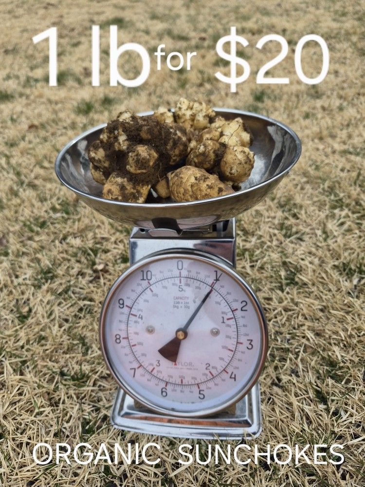 Organic Sunchoke 1 lb of Tubers