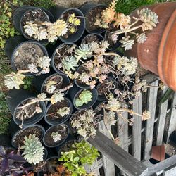 Succulents Plant