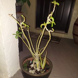 BEAUTIFUL 3ft X 2ft Tree With Multiple Zebra Sccuulents and Aloe Plants Only $40!!!