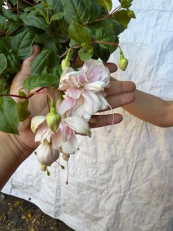 6” marshmallow fuchsia