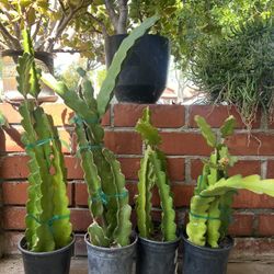 Dragonfruit Plants