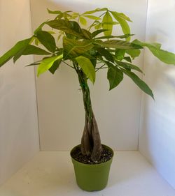 Braided money tree 6” pot