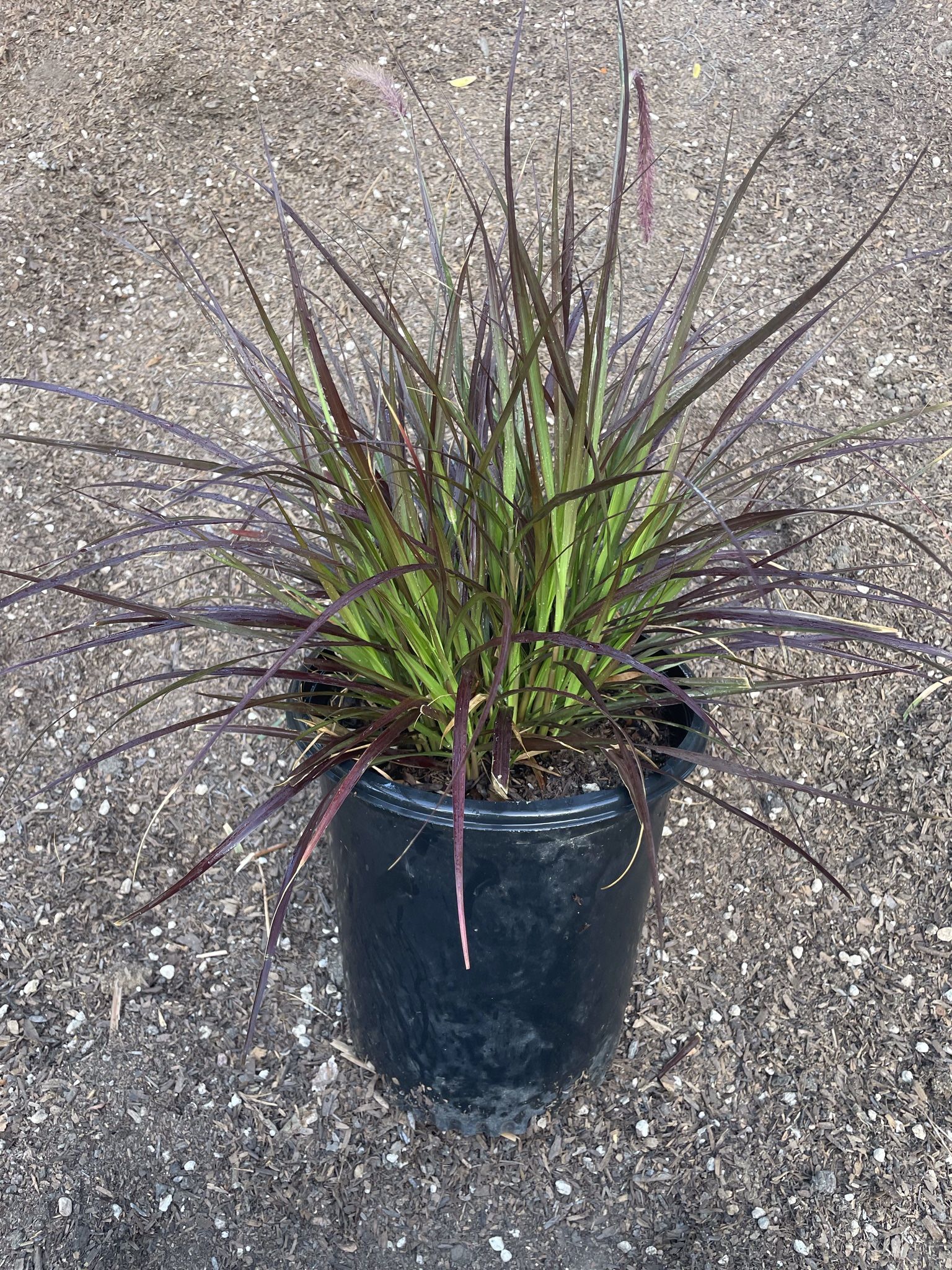Purple Fountains Grass 5 Gallon Plant
