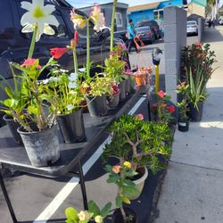 Yard /Plant Sale!