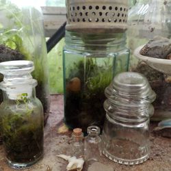 Jar Terrarium 