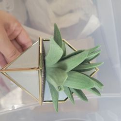 Wallflower Plug Bath And Body Works 