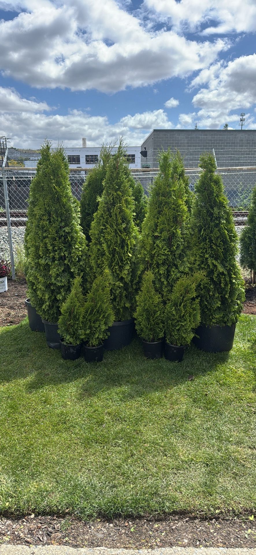 Arborvitae Privacy Tree