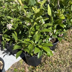 Meyer Lemon Tree With Flowers (2 Ft Tall 