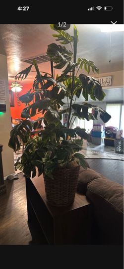 Plants decor