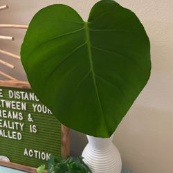 Monstera deliciosa Cutting 