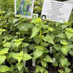 Agastache Plants 