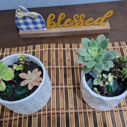 Individual Or Sets Of Succulents With White Base 