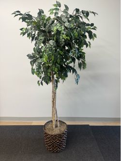 Decorative Ficus Tree