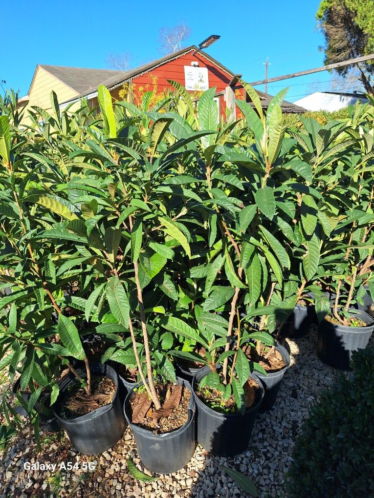 Loquat Tree