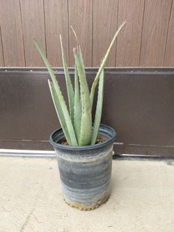 Aloe Vera plant