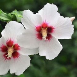 Gorgeous Rose Of Sharon Starts