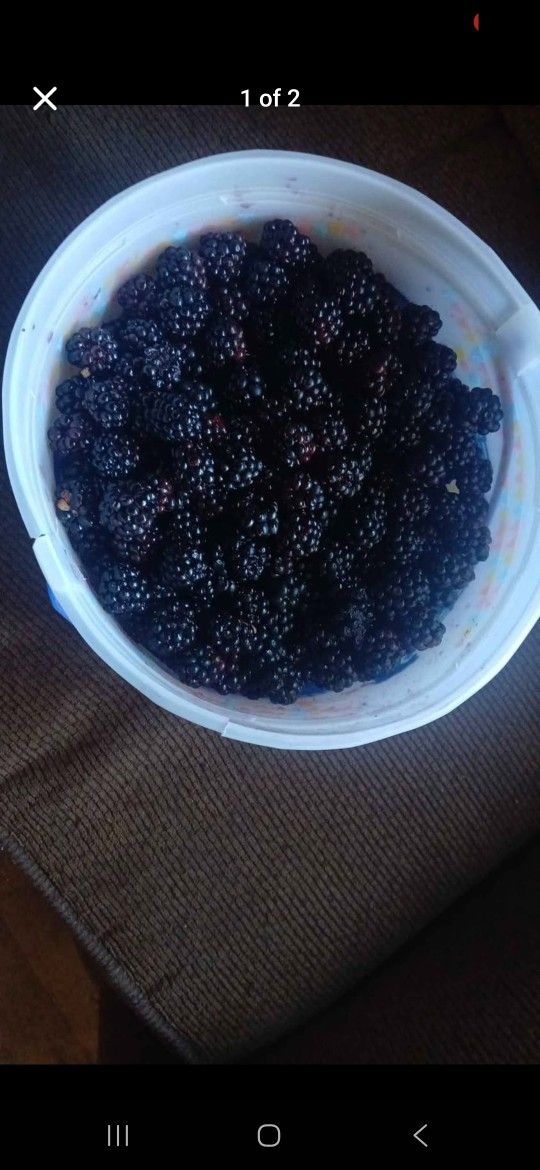 Blackberries (Regular Evergreen & Cascade Berries)