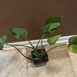 Variegated Chinese Taro Plant 