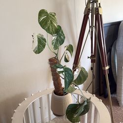 Variegated Monstera