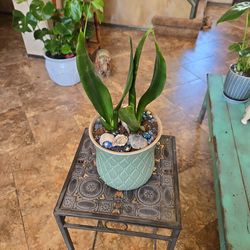 Small Sansevieria Snake Plant In 6in Ceramic Pot With Shells And Stones 
