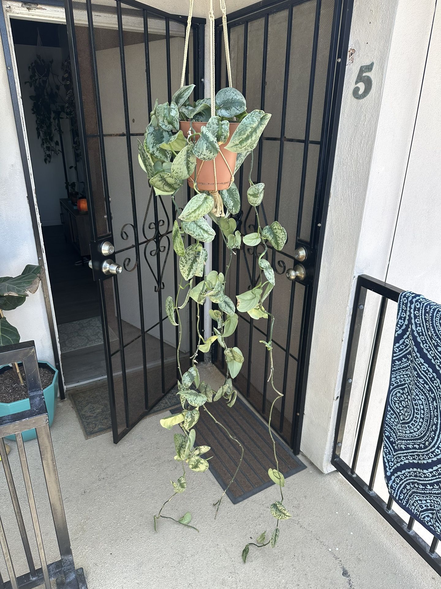 House Plant