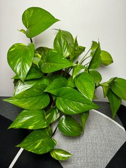 Photos
