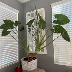 🌿 Large live Mature Elephant Ear / Alocasia Plant