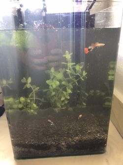 Portrait Aquarium