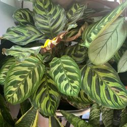 Peackock Calathea