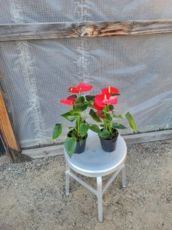 Anthurium Plant 5" Nursery Pot $4 each